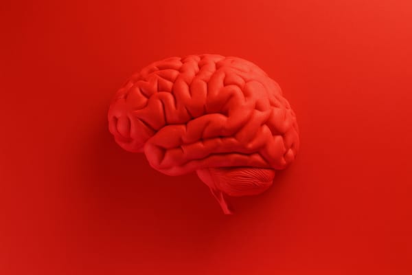 Imagen de un cerebro humano.